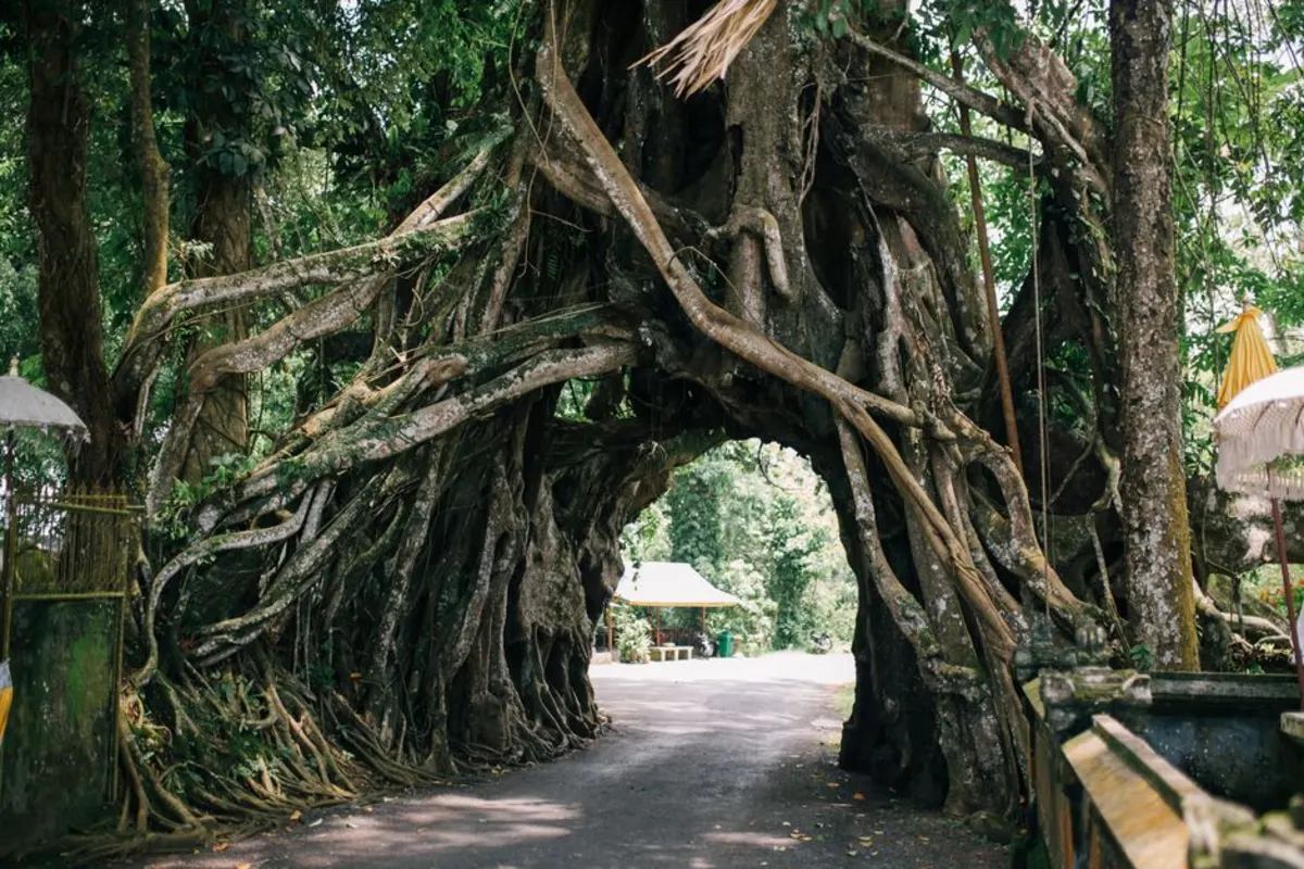Panduan Lengkap Lokasi Petik Strawberry di Bedugul Bali